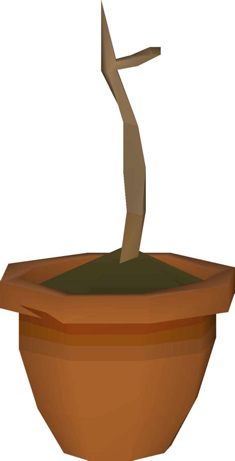 They can be made by planting a palm tree seed in a filled plant pot, with a gardening trowel in your inventory, and then watering the palm seedling with a watering can or by using Humidify. . Celastrus sapling osrs